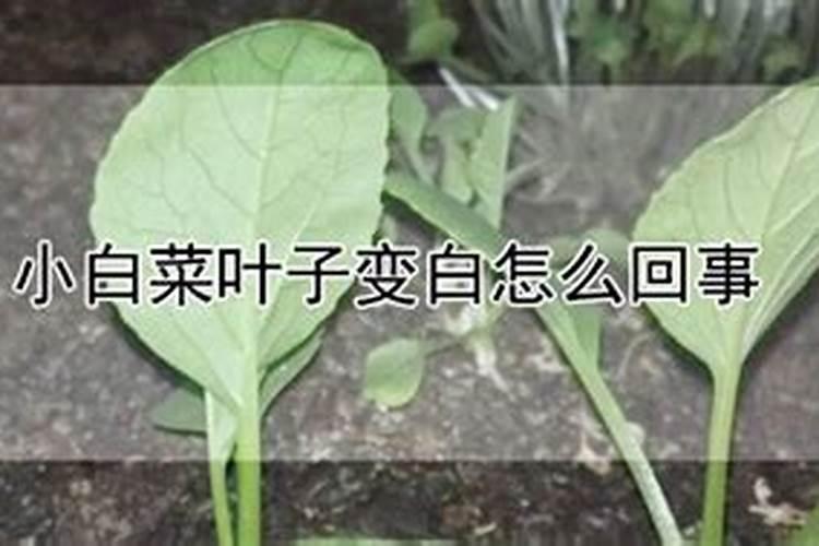 尿素可以兑水浇小白菜吗？