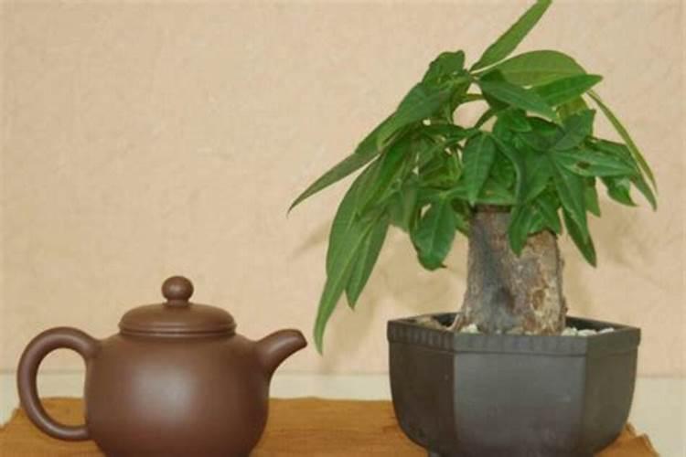 发财树叶子生根方法