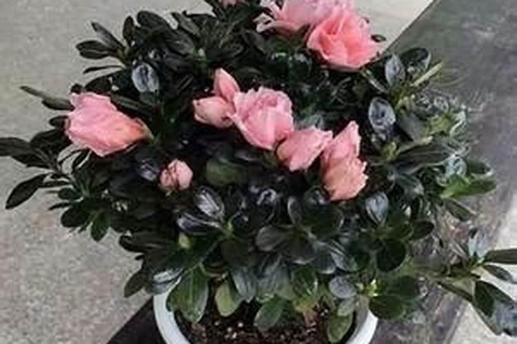 杜鹃花施什么肥,如何施肥