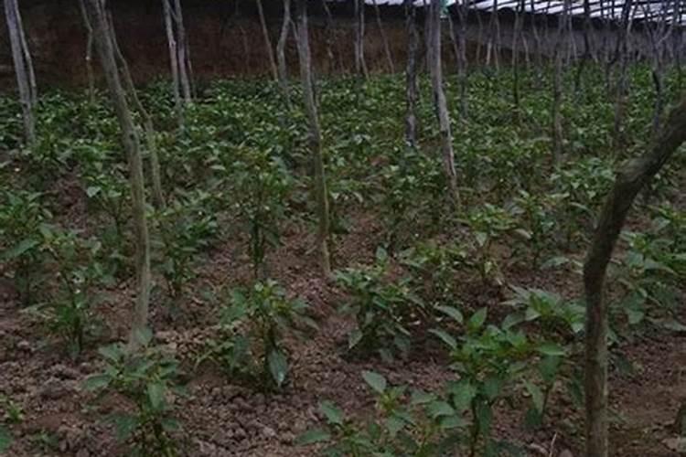 辣椒灌根可以用矿源黄腐酸钾吗？辣椒种植用矿源黄腐酸钾有什么用