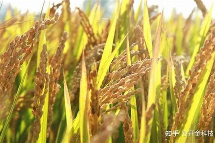 土壤如何补嗮