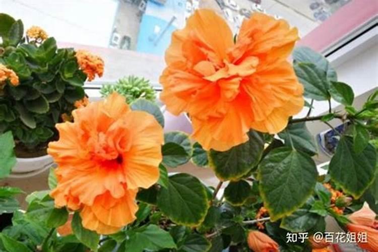 沙棘的田间管理 如何防治病虫害