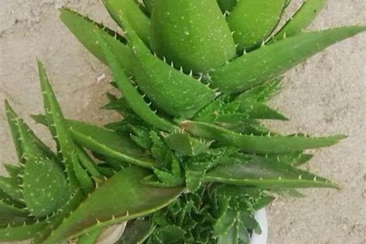 植美树这个牌子好吗