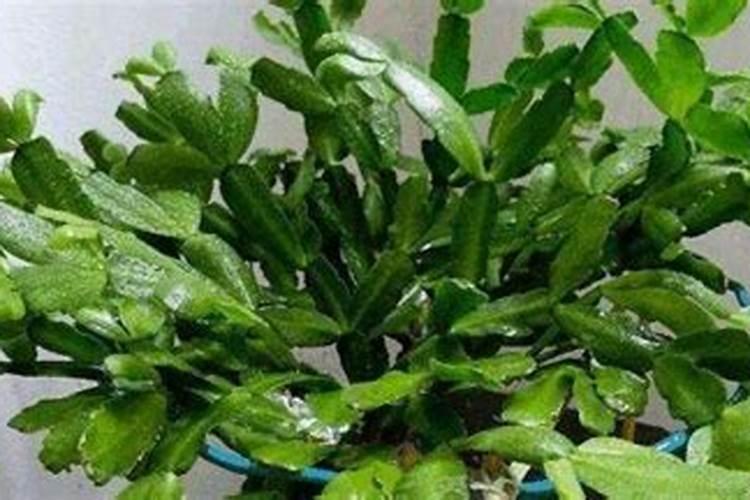蟹爪兰用什么肥料开花快？