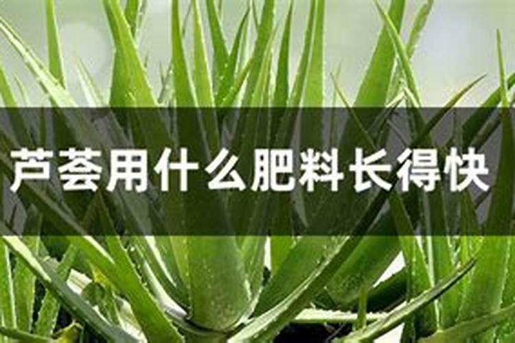 该怎么给芦荟施肥该施什么肥