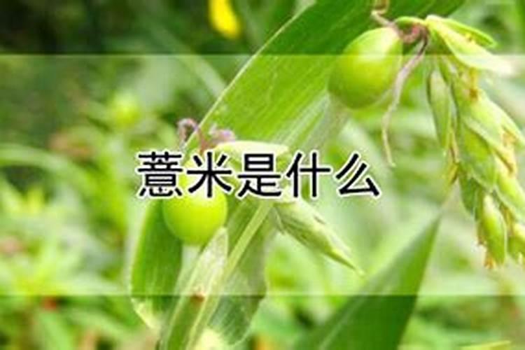 钾肥对薏苡的增产有哪些作用？