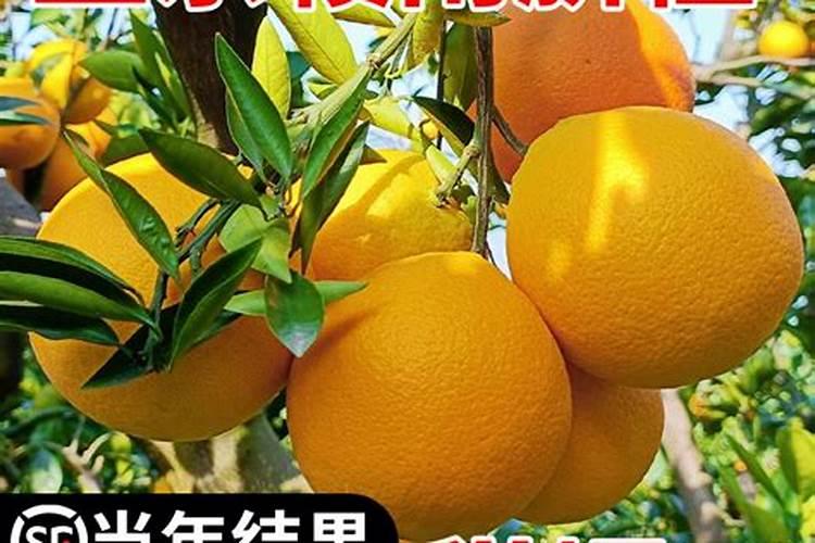 ...纽荷尔一年栽的幼苗,一年应施几次肥,施什么肥和什么时候。百度知 ...