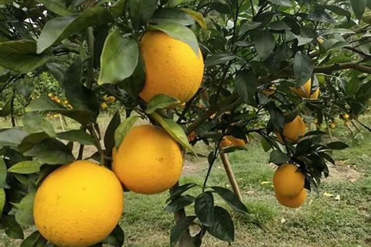 一千五六的海拔可以种植纽荷尔脐橙吗？