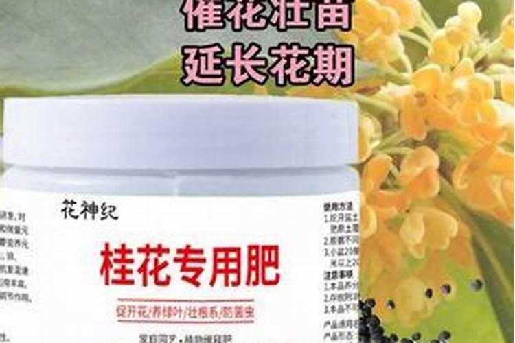 桂花树专用肥有哪些 施肥注意事项