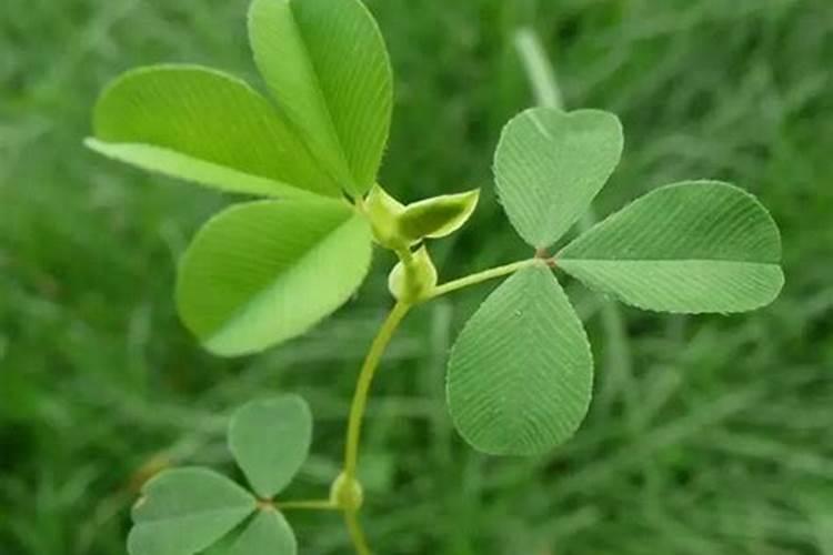 西红柿定后需要冲施几次生根剂？