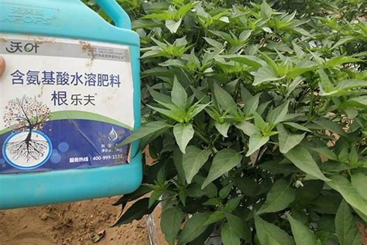 辣椒浇什么肥料合适
