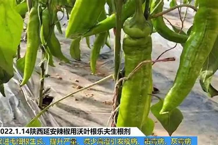 辣椒用什么叶面肥