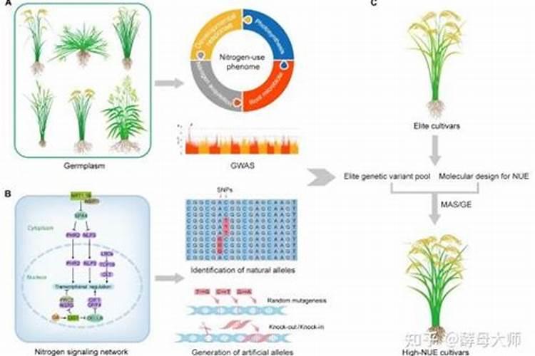 高氮肥料的作用与功效