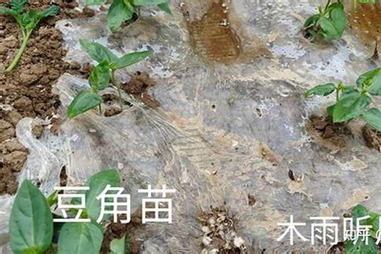 豆角上架后的四大禁忌,小心种出的豆角又长又脆