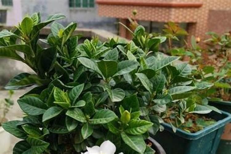山东省单县有几家生物颗粒燃料厂