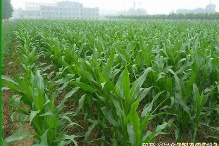 尿素中氮原子为sp2杂化？