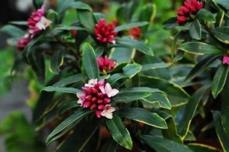 金边瑞香花谢后怎么处理