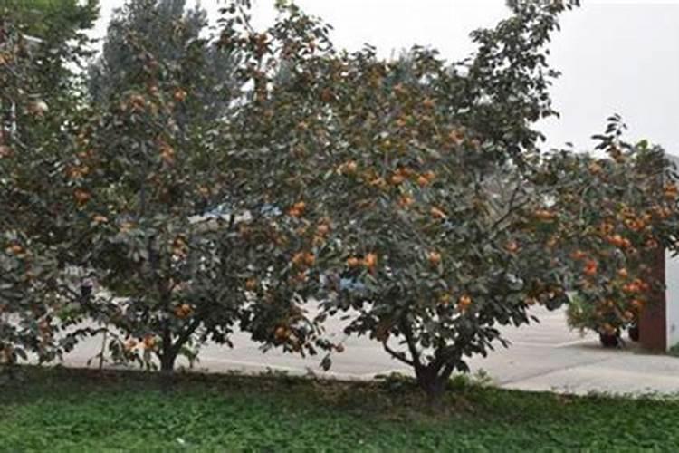 柿子树需要施肥吗,什么肥料？