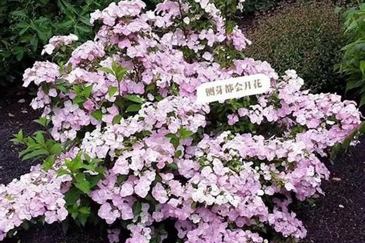 光杆绣球花冒芽了怎么护理？