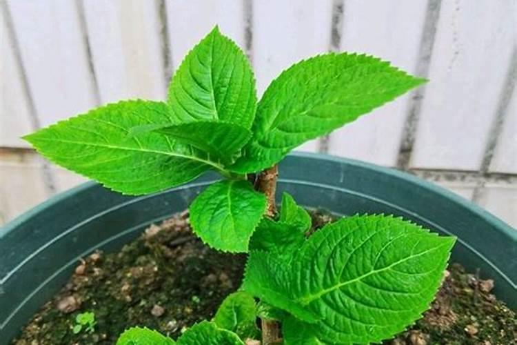 家里的绣球花开始萌芽了,后续该怎么来养护呢？