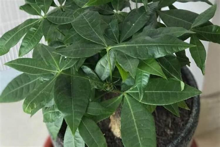 山东中裕生物科技工程有限公司怎么样？