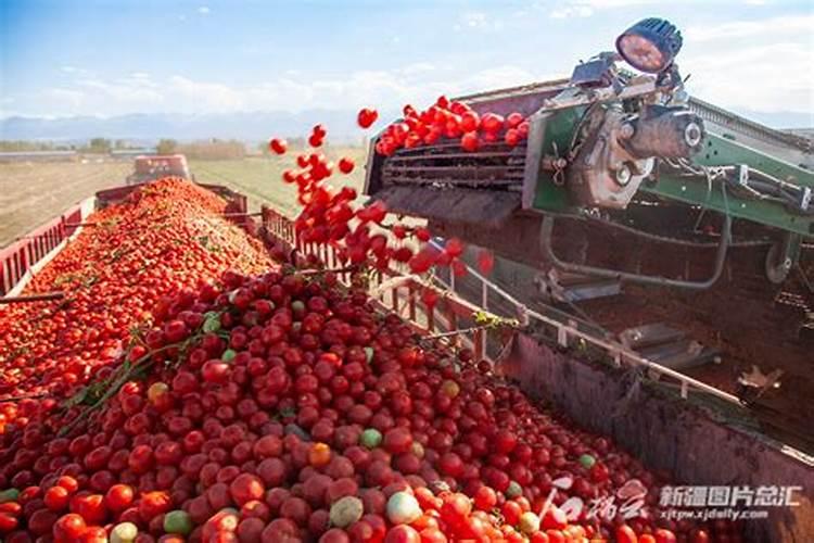 黄瓜施肥注意什么黄瓜怎么施肥