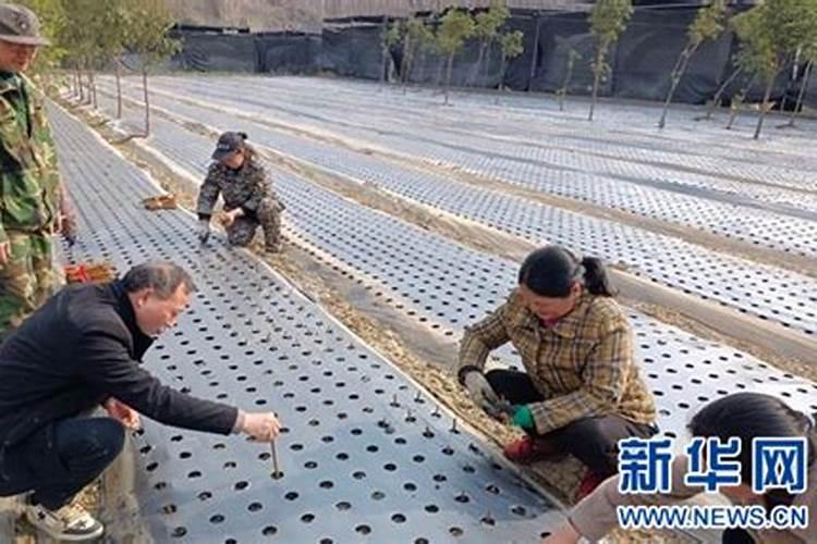 连翘苗伏天能打叶面肥吗？