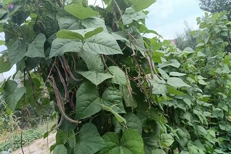 夏秋茬蔬菜种植,如何浇好前三水？