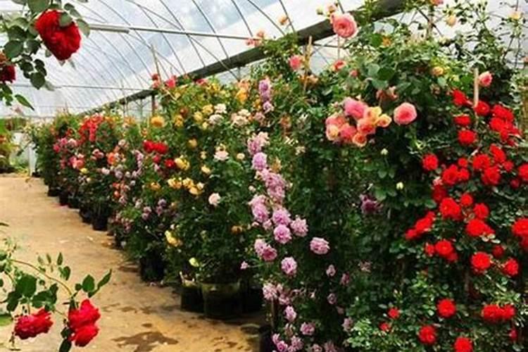 爬墙月季花种植方法