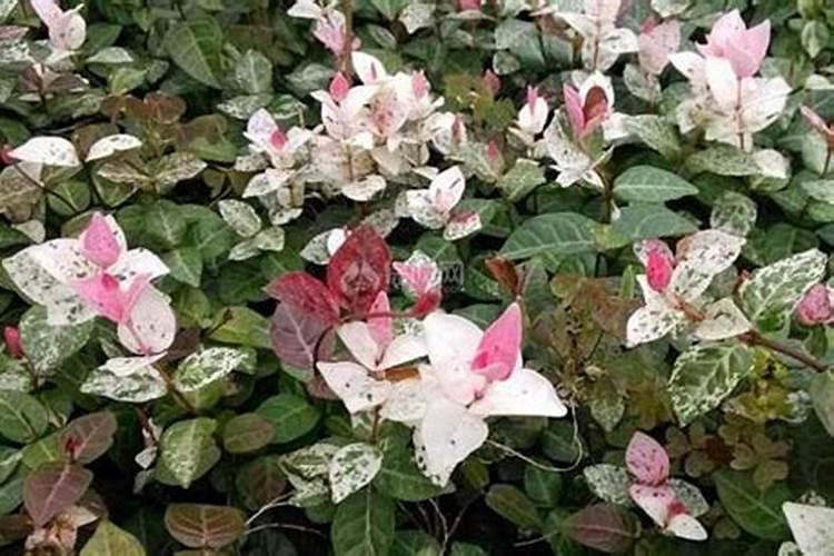 潍坊市云涛有机肥料有限公司怎么样？
