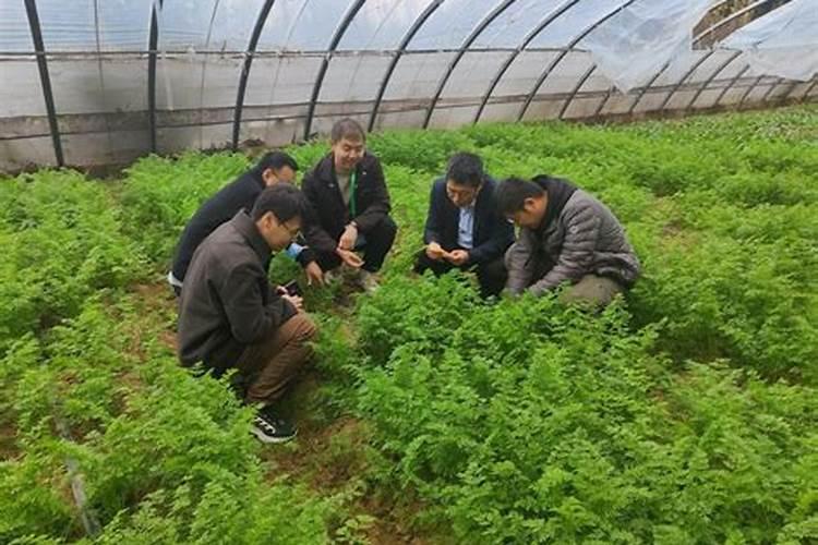 麦菜的生长周期是多长时间