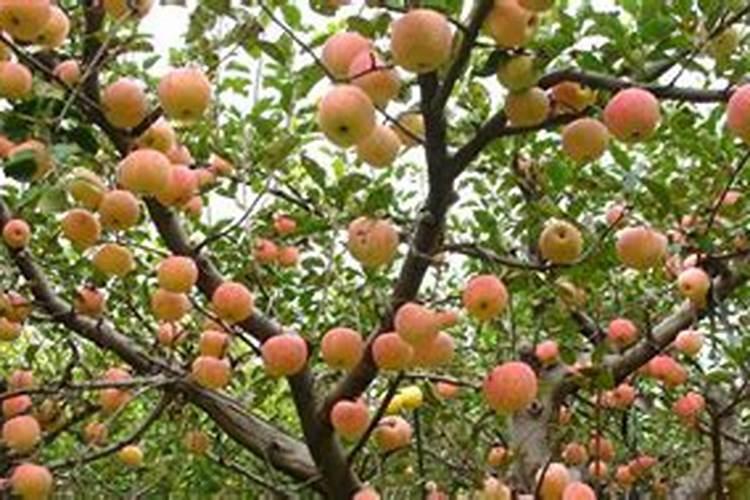 果树春天施什么肥料最好