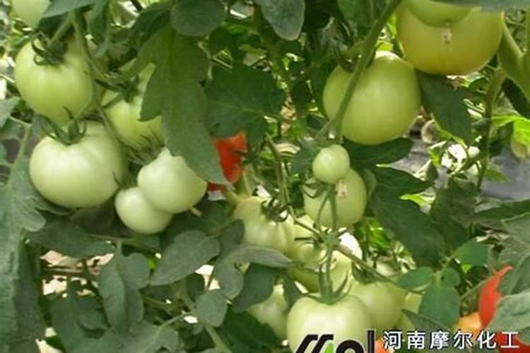 国产磷酸二氢钾哪个牌子好