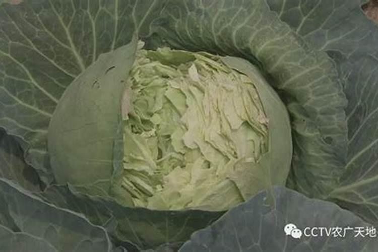 果树上什么肥料最好 果树专用肥有哪几种