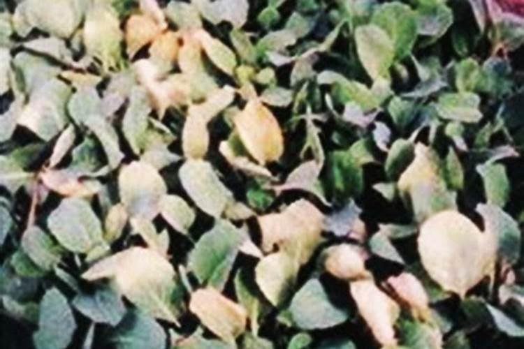 羽衣甘蓝在栽培中应注意哪些问题？