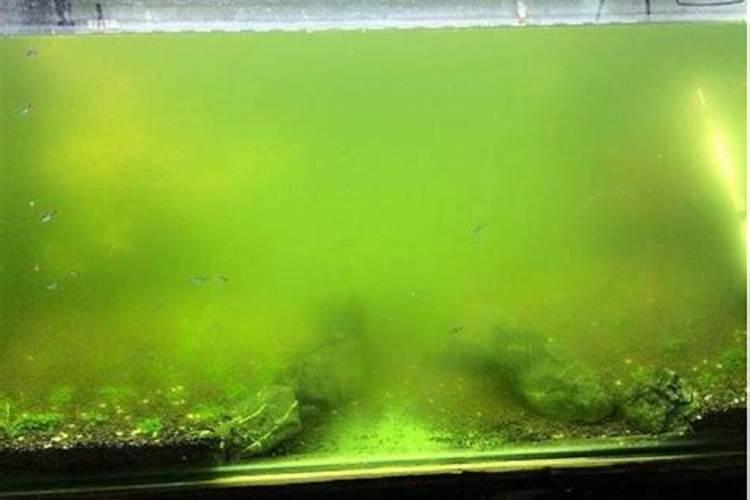 养碗莲的水为什么总浑,长期没换水导致水质污染