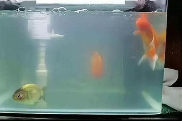 养鱼多水体混浊怎么办？