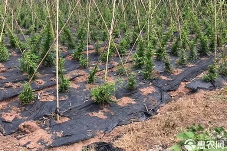 百部种植技术