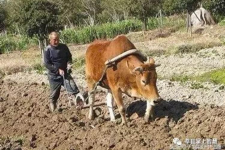 种植红薯底肥,用什么肥好？