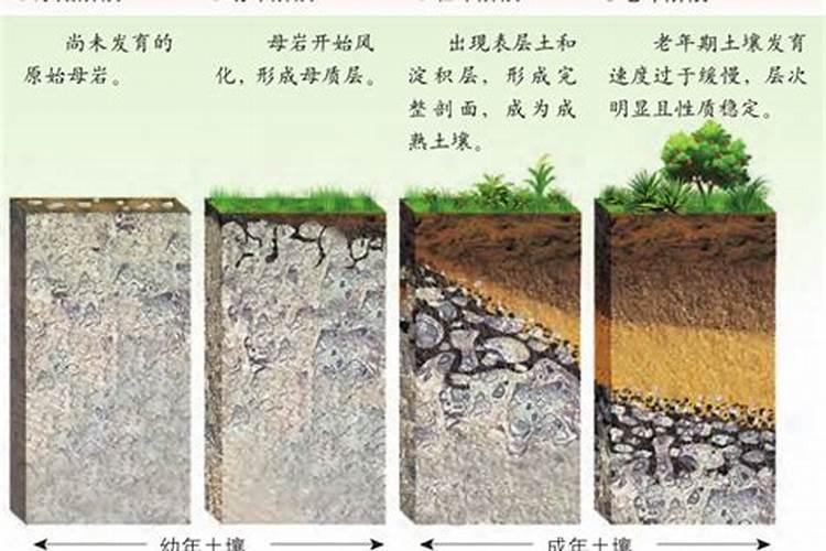 种植蔬菜的时候,都有哪些科学的施肥方式？