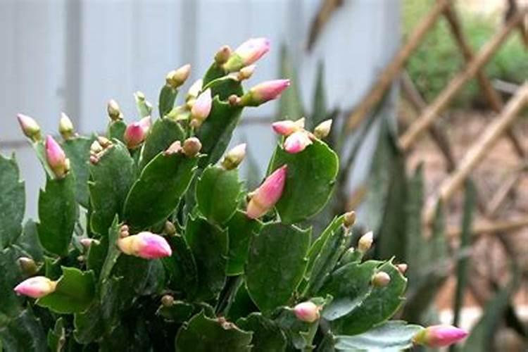 蟹爪兰打花苞怎么浇水施肥