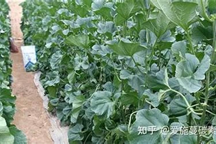 磷肥施用的原则是是什么？