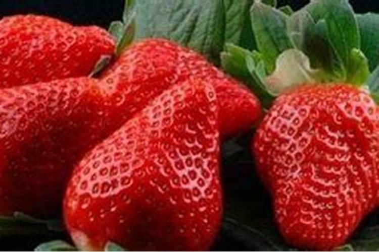 生根粉的使用方法 生根粉如何使用