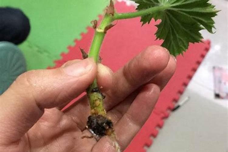 盆栽草莓的养殖方法和注意事项