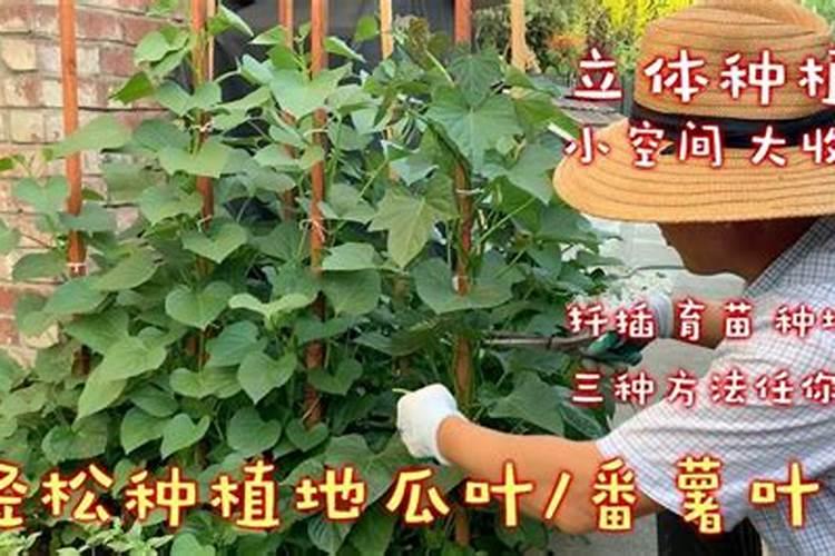 红薯苗被肥料烧怎么救