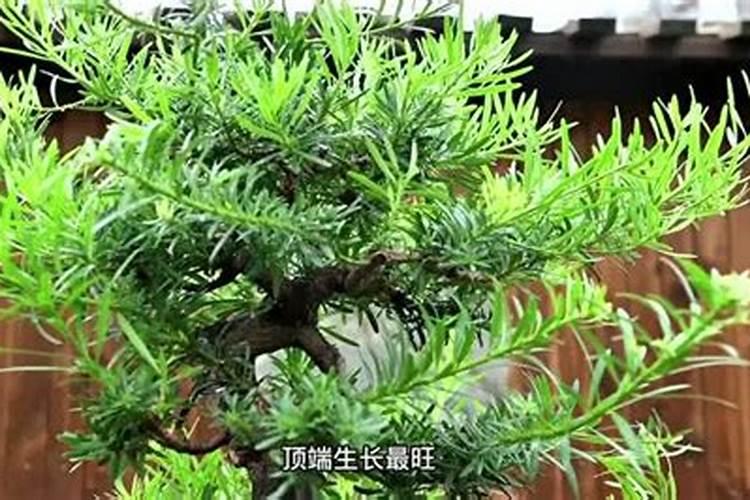 7公分的罗汉松第一年移栽怎么施肥