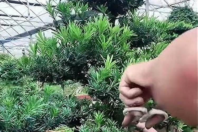 罗汉松小树移裁后叶子干巴怎样补救？