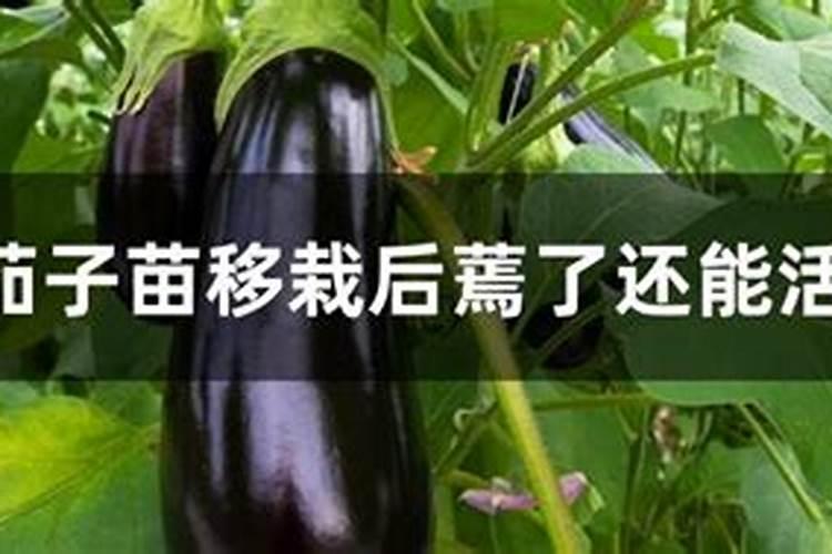 茄子什么时候种,茄子的播种方法