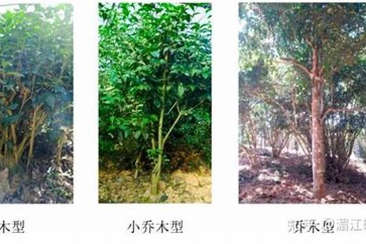 观叶植物用什么肥料好