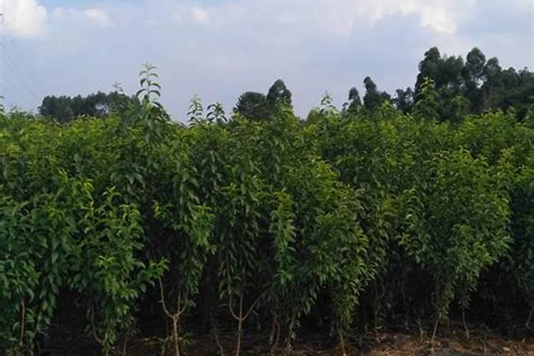 果树专用肥果树专用肥简介